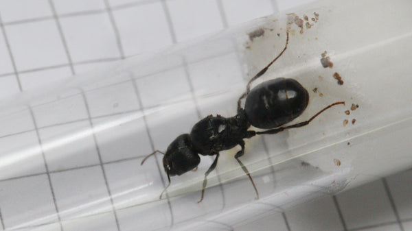 Pheidole rhea