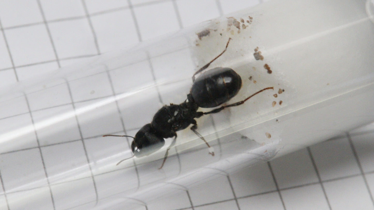 Pheidole rhea
