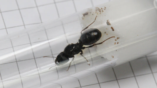 Pheidole rhea