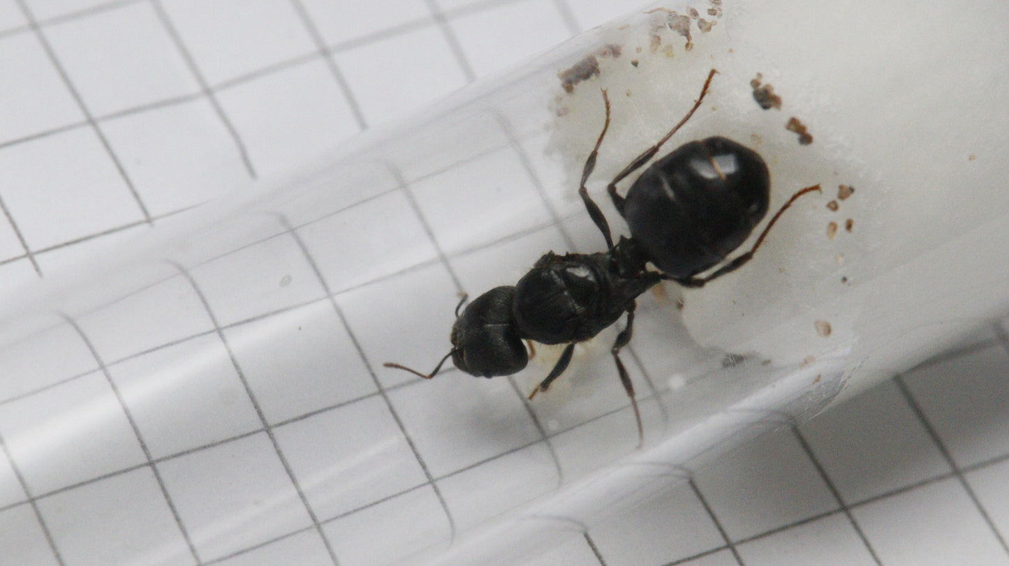 Pheidole rhea