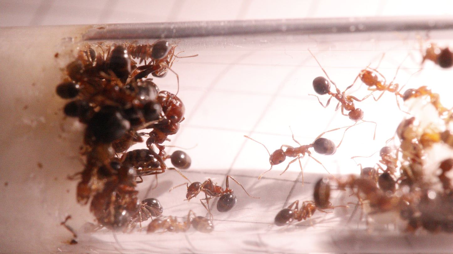 Messor hebraeus