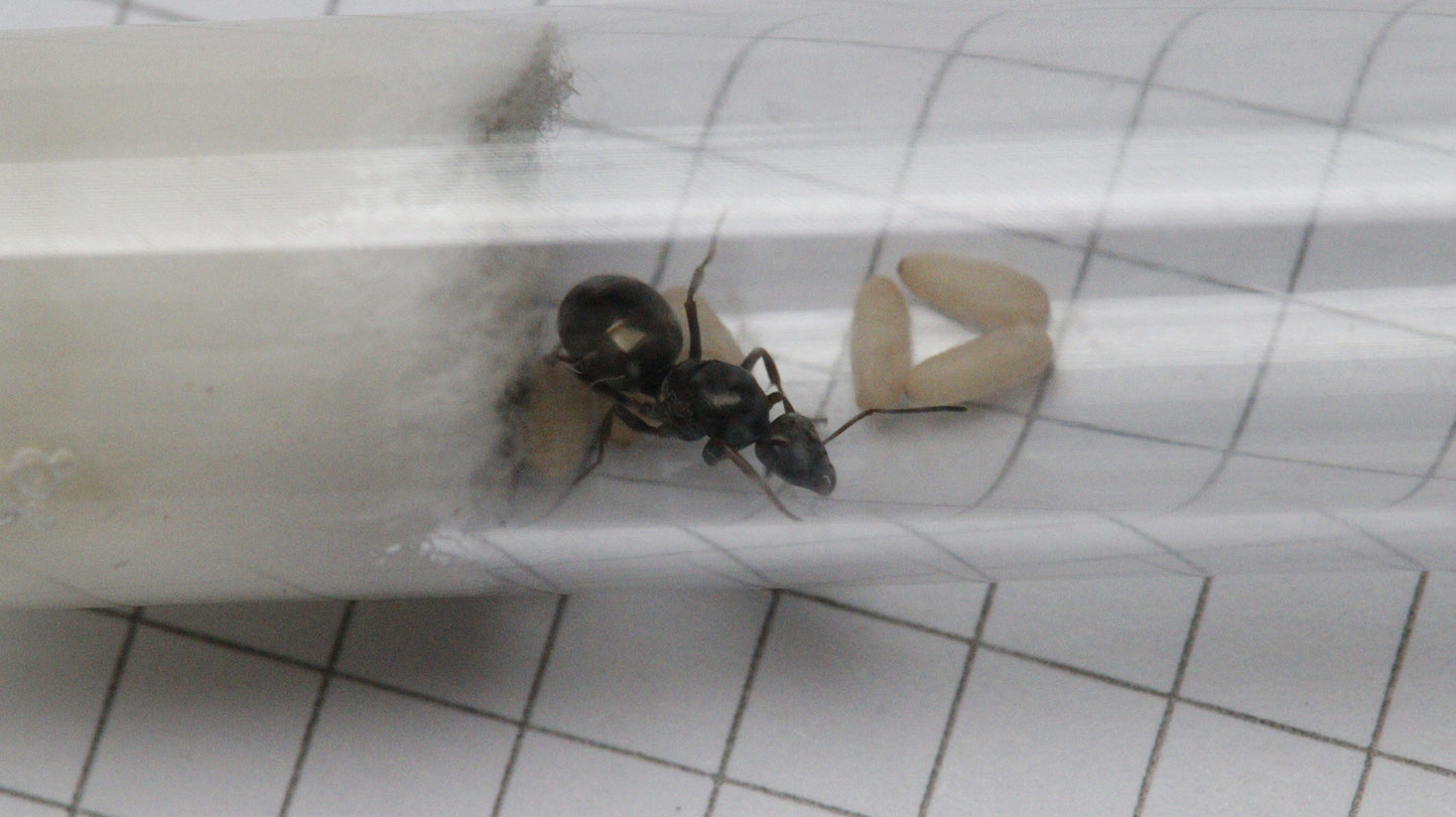 Formica fusca