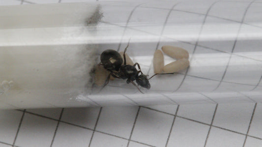 Formica fusca