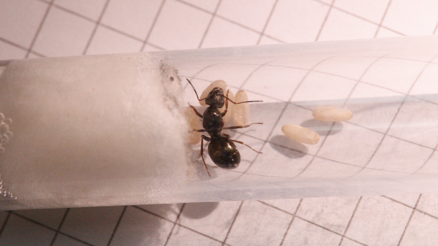 Formica fusca