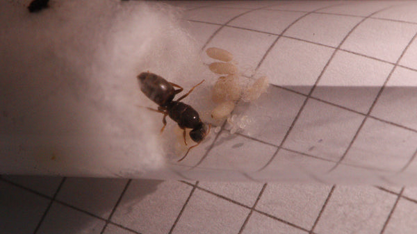 Lasius brunneus