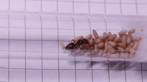 Lasius umbratus
