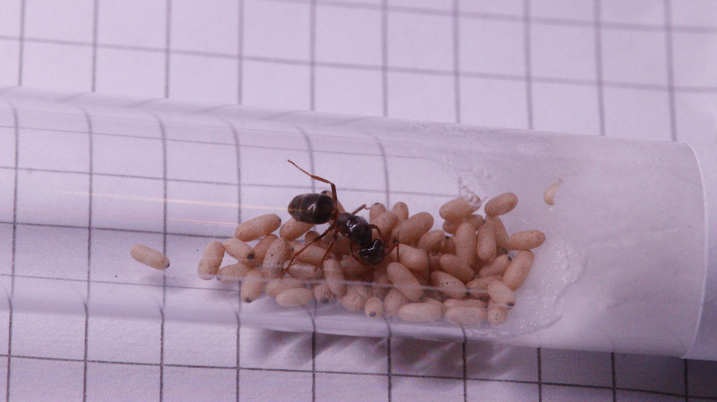 Lasius umbratus