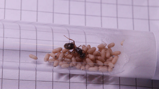 Lasius umbratus
