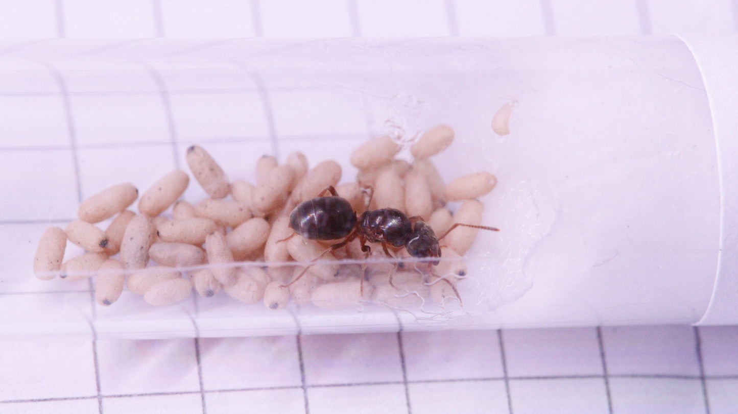 Lasius umbratus