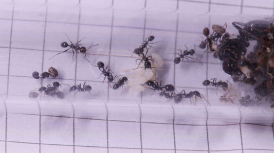 Messor barbarus
