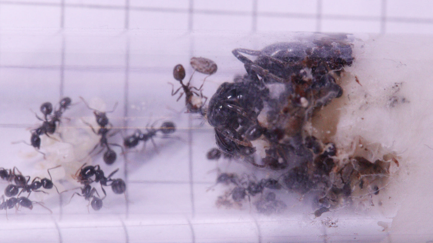 Messor barbarus