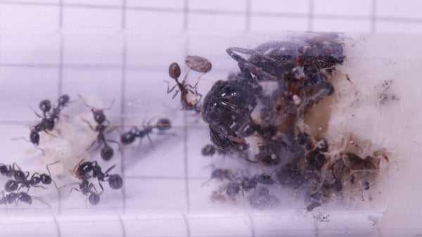 Messor barbarus