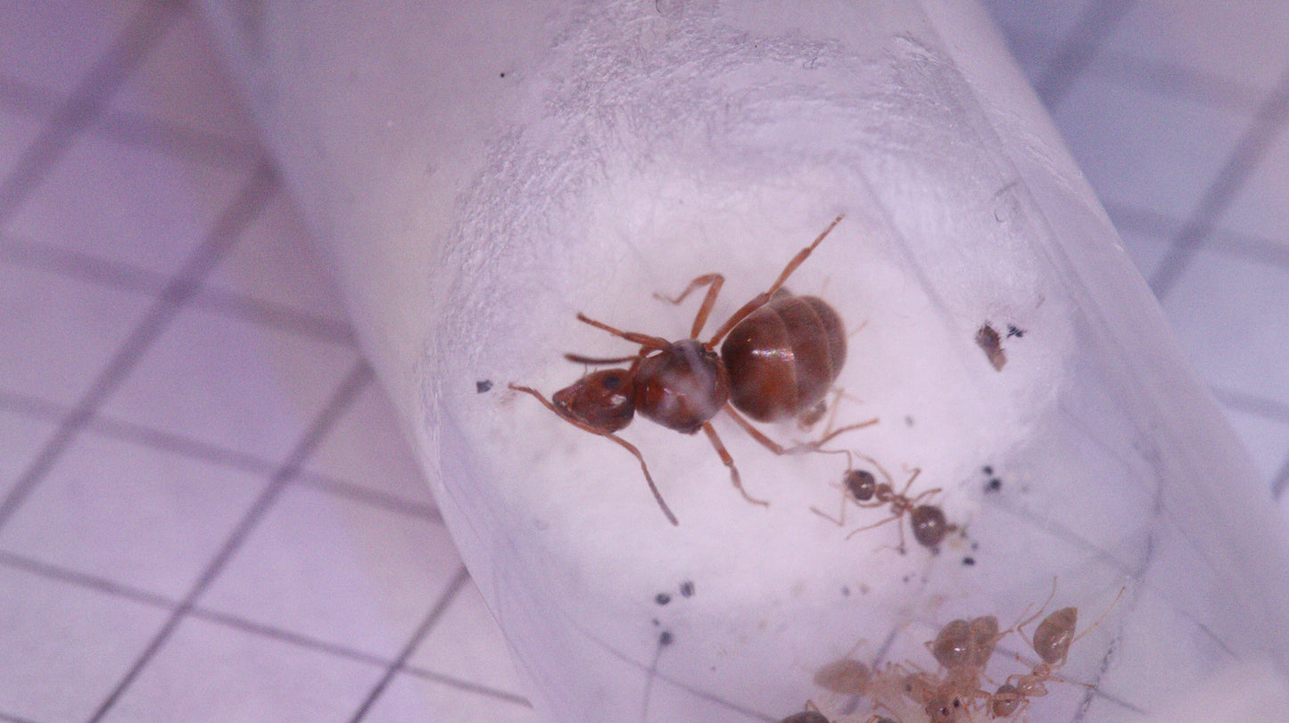 Prenolepis nitens