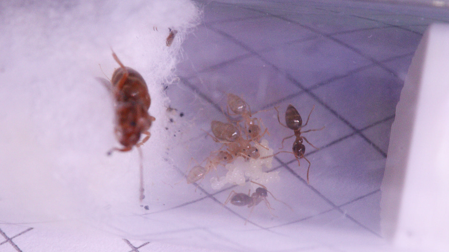 Prenolepis nitens