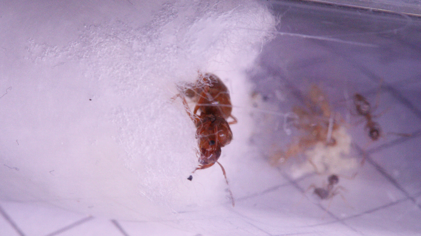Prenolepis nitens