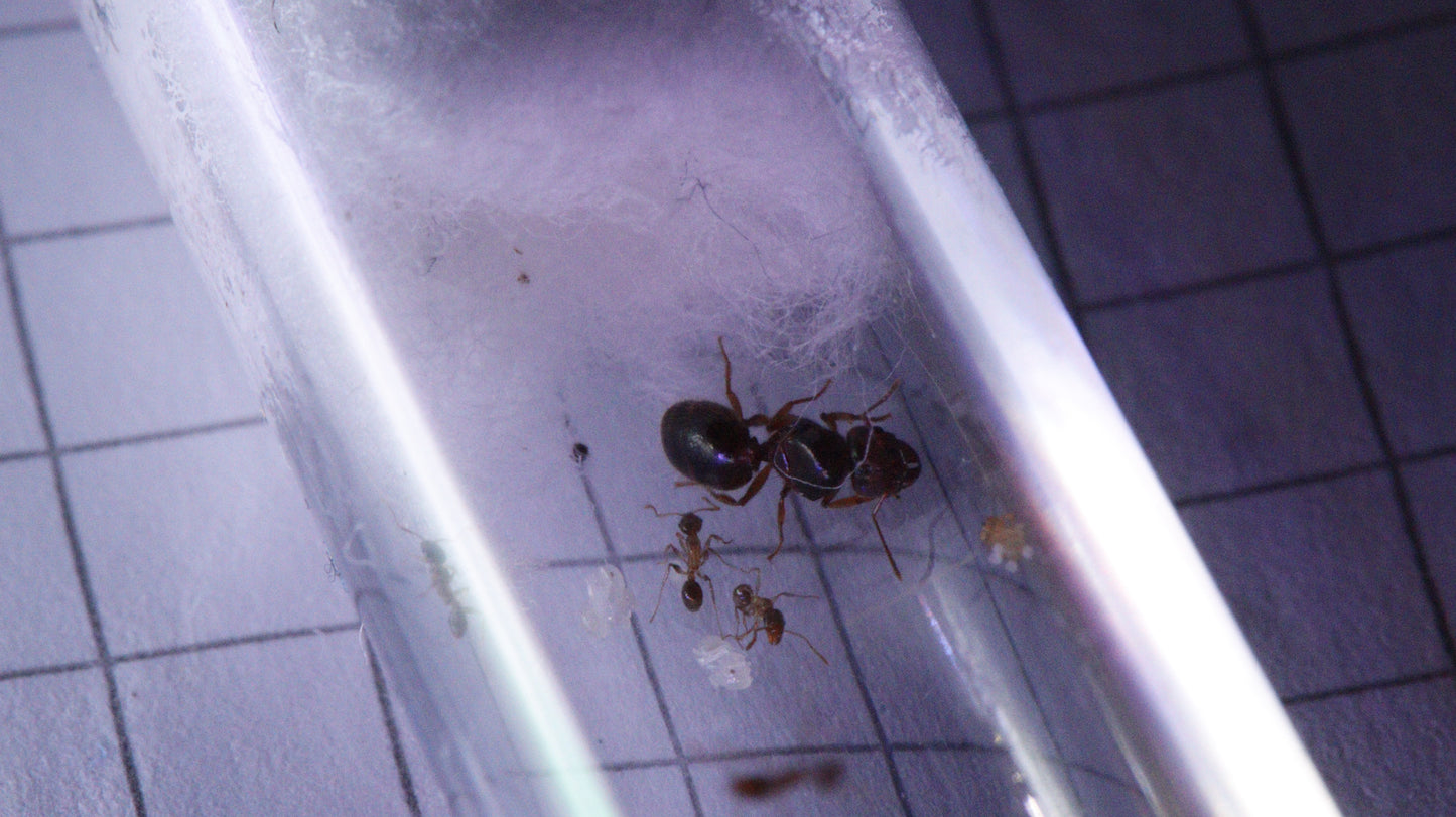 Pheidole pallidula
