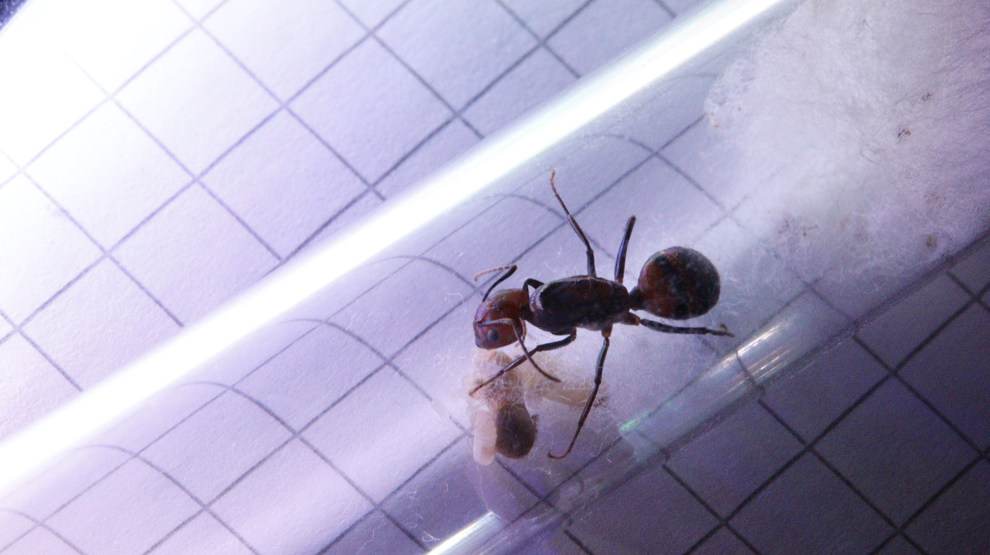 Camponotus nicobarensis