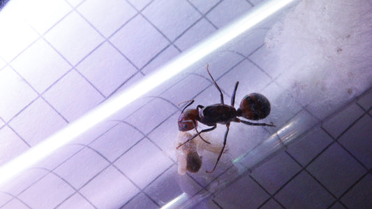 Camponotus nicobarensis