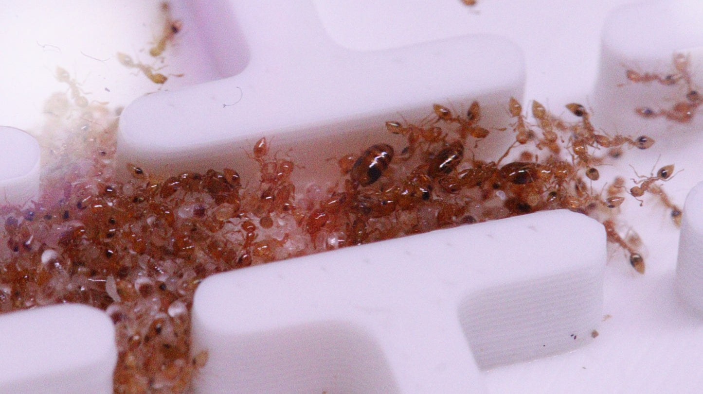 Monomorium hiten