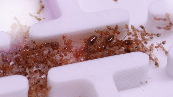Monomorium hiten Königinnen mit Brut und Arbeiterinnen in einem Mikronest