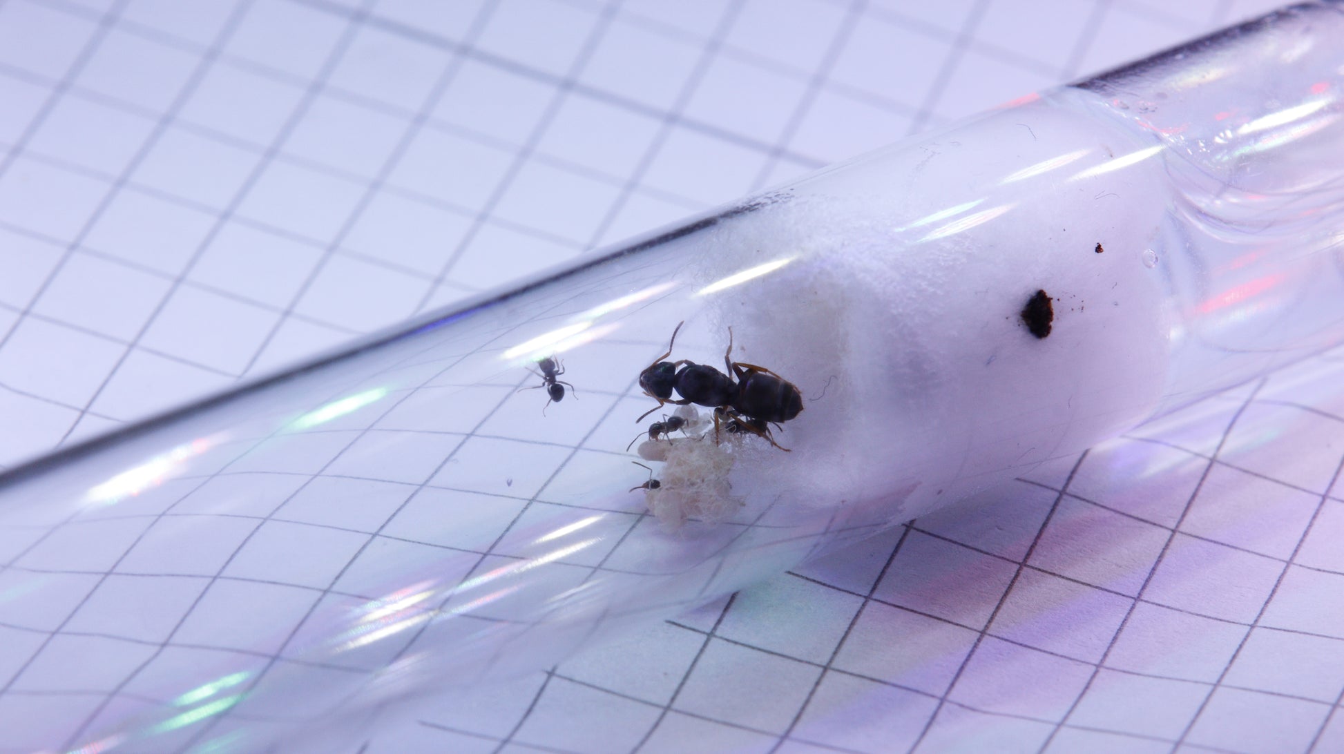 Lasius brunneus Königin mit ersten Arbeiterinnen und Brut