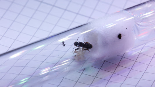 Lasius brunneus