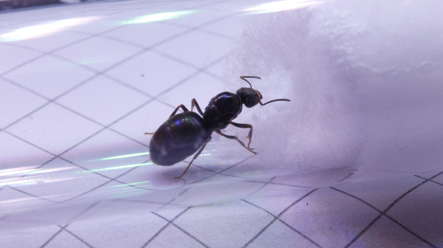 Lasius niger