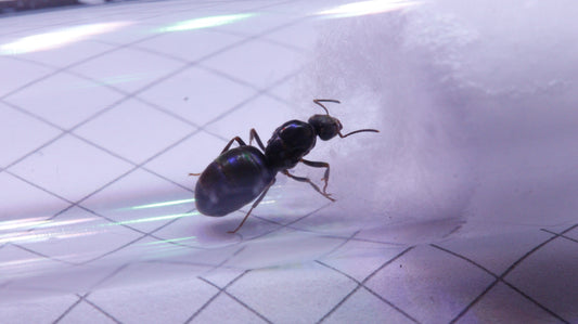 Lasius niger