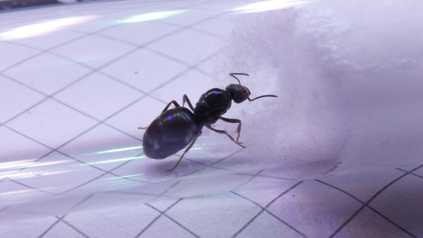Lasius niger