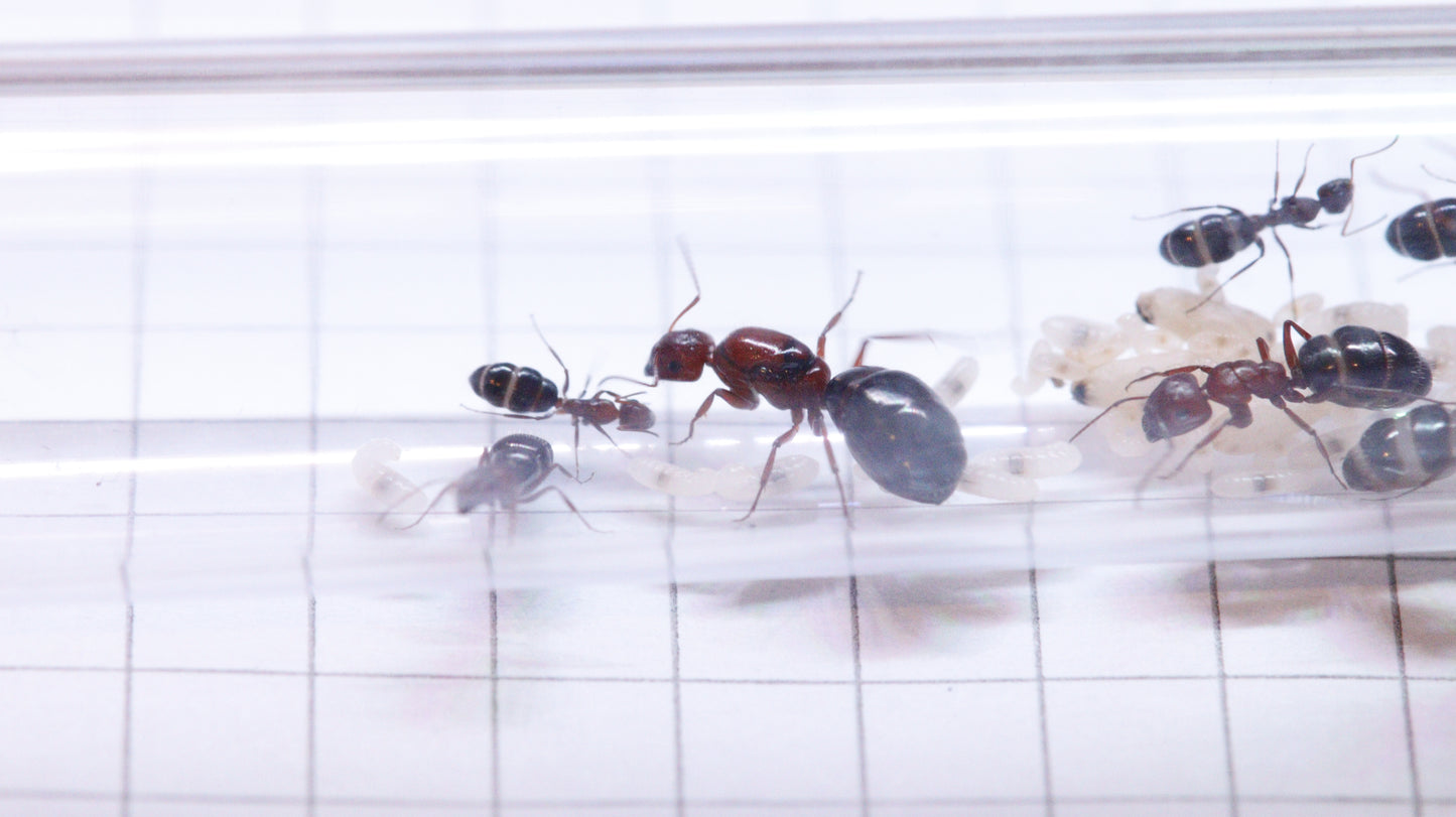 Camponotus vanispinus