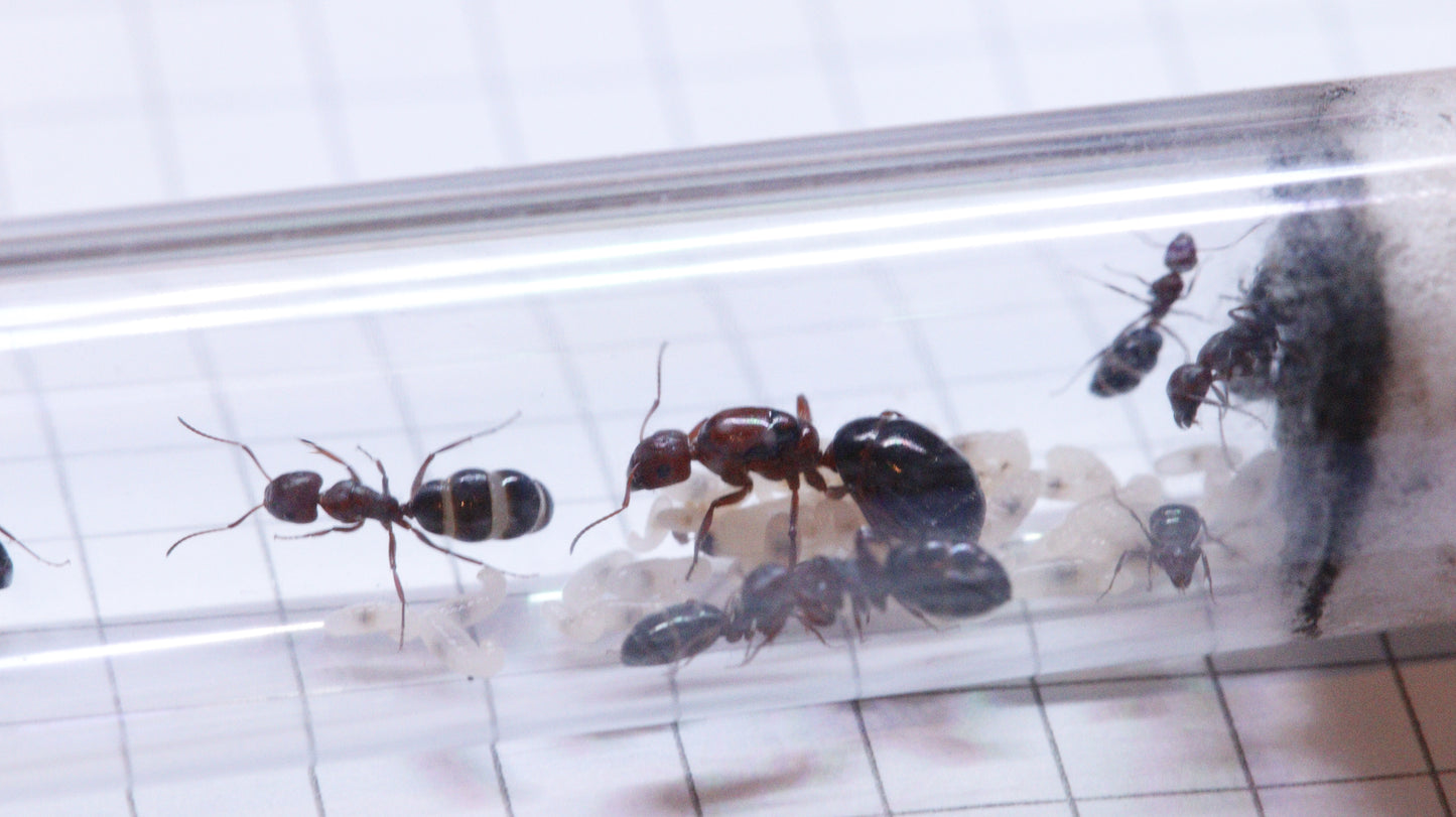 Camponotus vanispinus