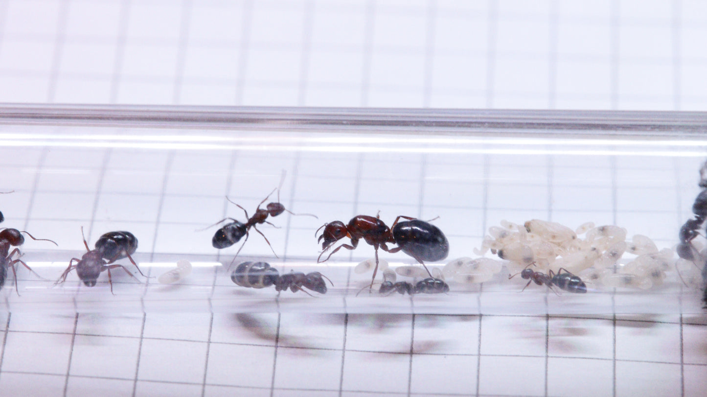 Camponotus vanispinus