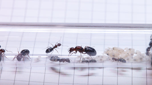 Camponotus vanispinus Königin mit Arbeiterinnen und Brut
