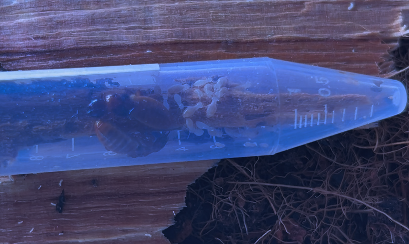 Hodotermopsis sjostedti