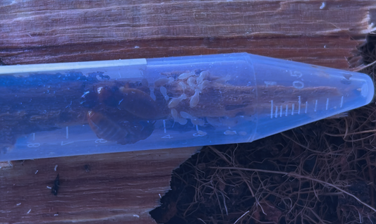 Hodotermopsis sjostedti