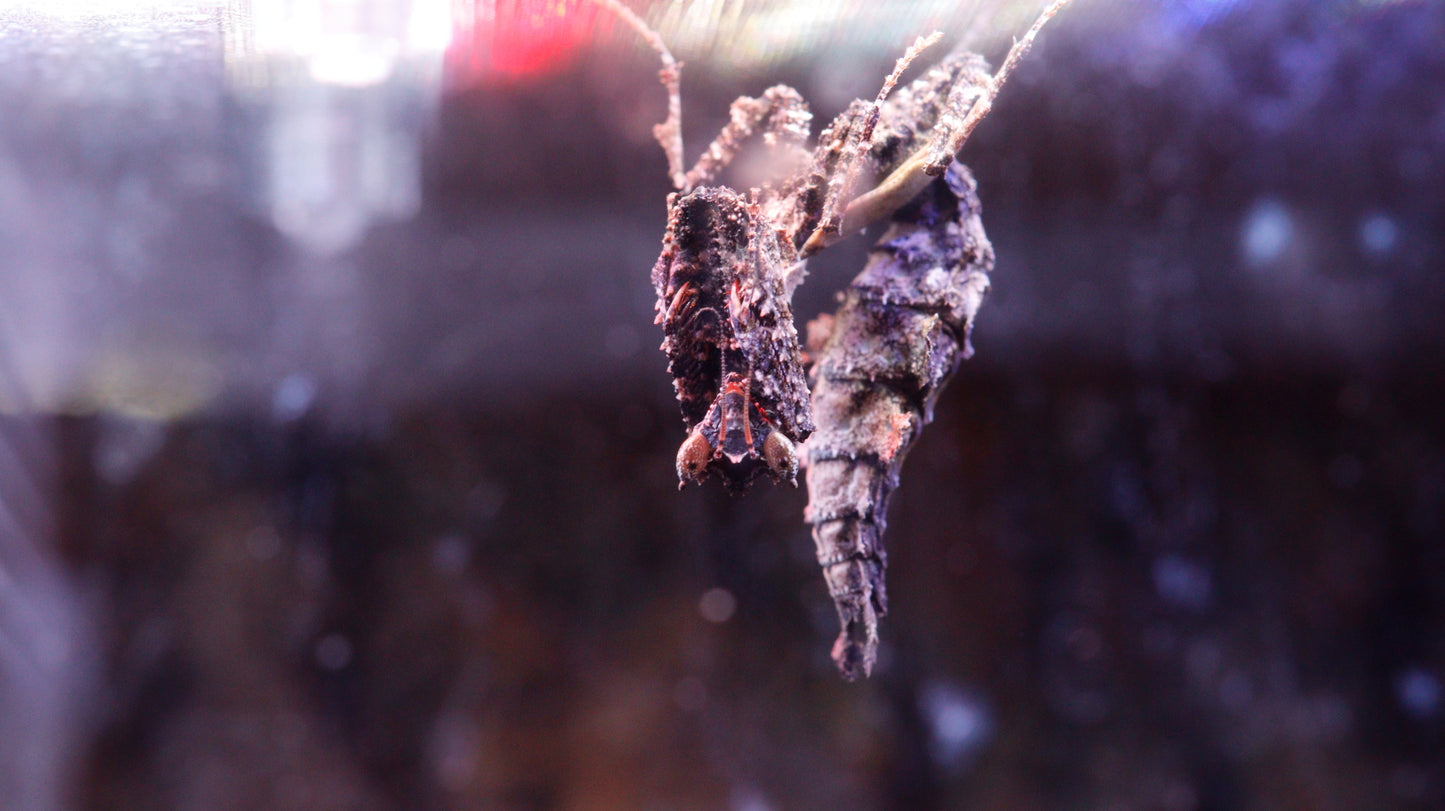 Pseudacanthops lobipes