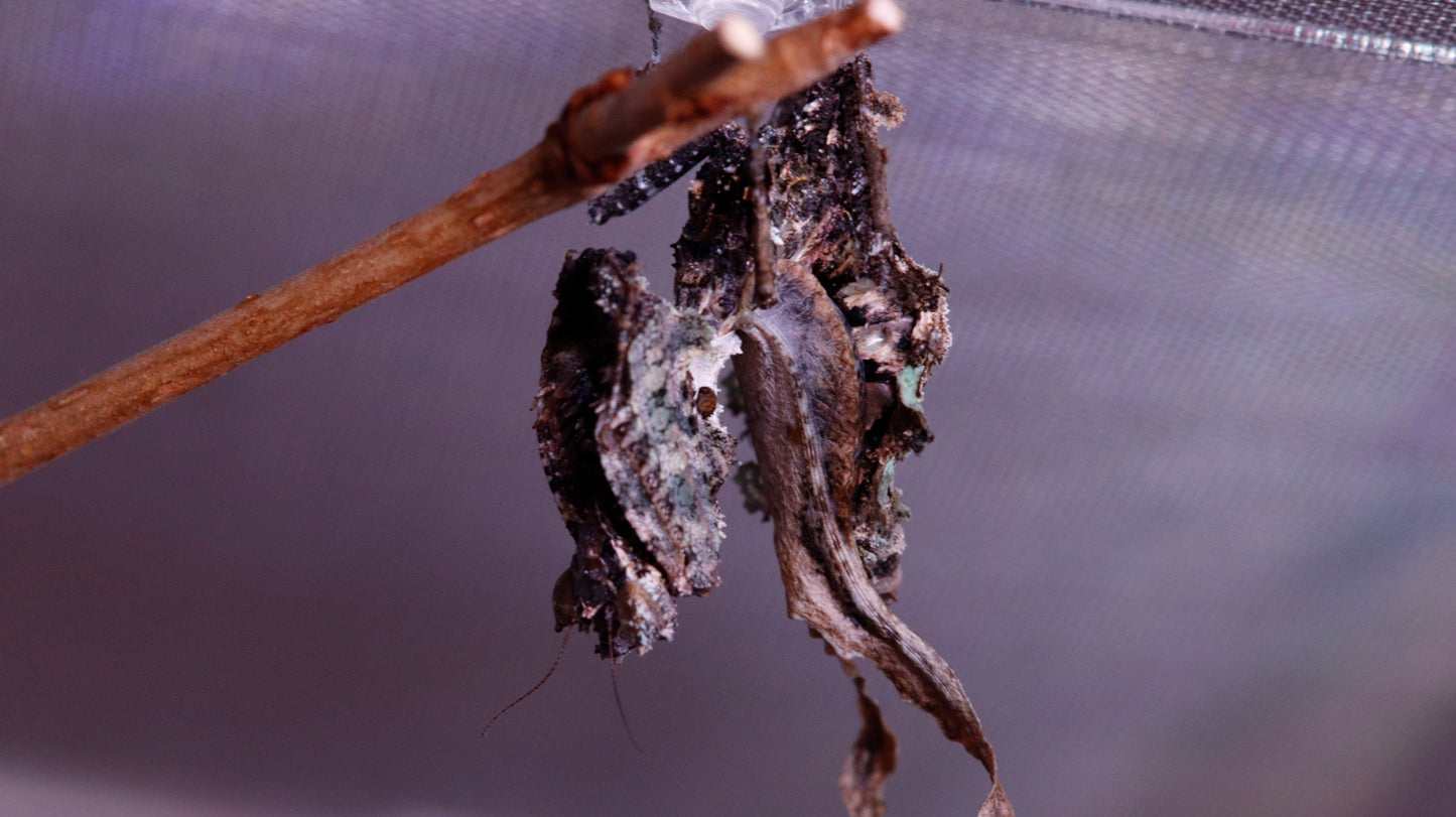 Pseudacanthops lobipes